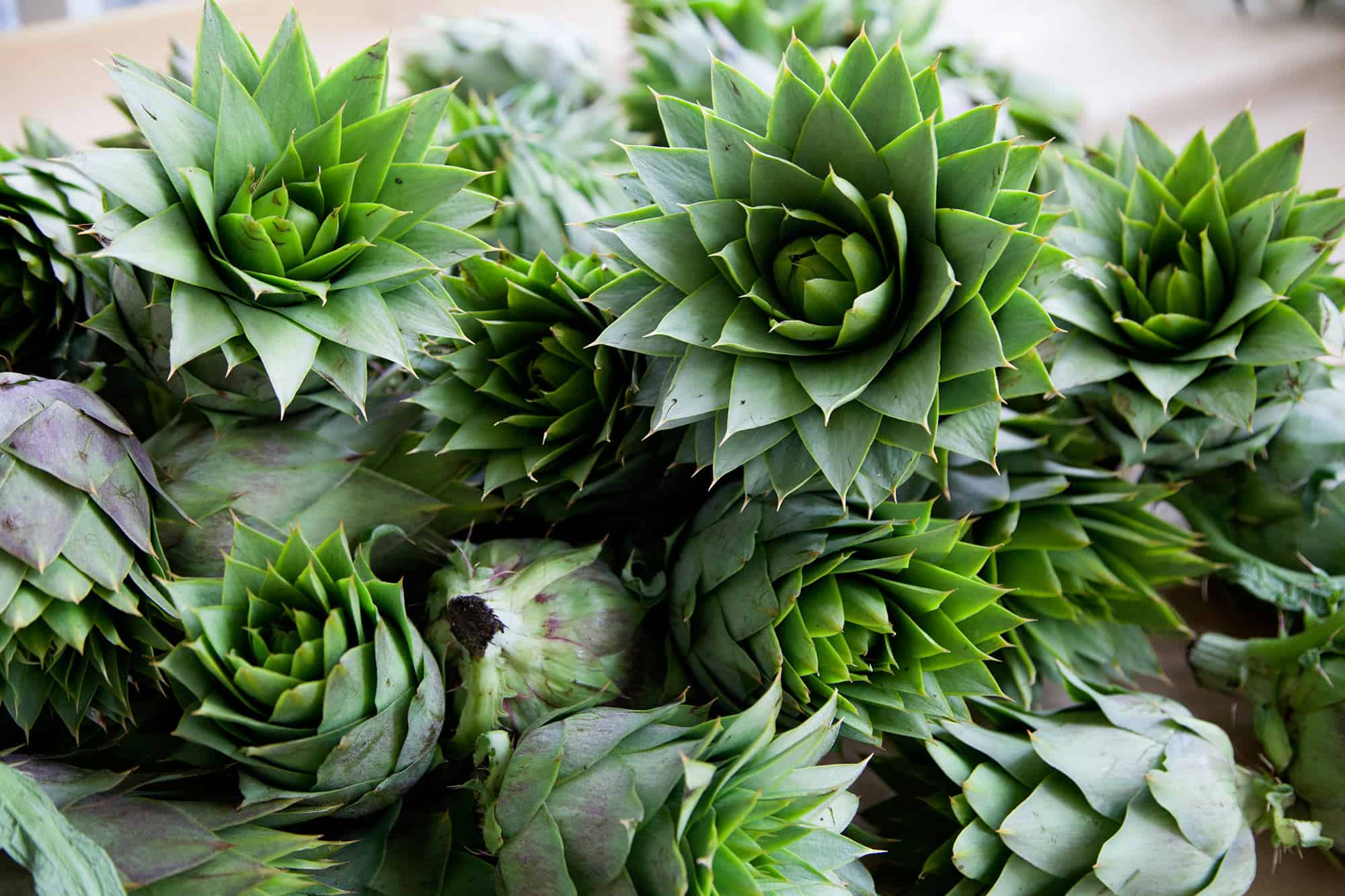 Artichoke Of Tinos Island