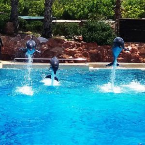 dolphins at zoo