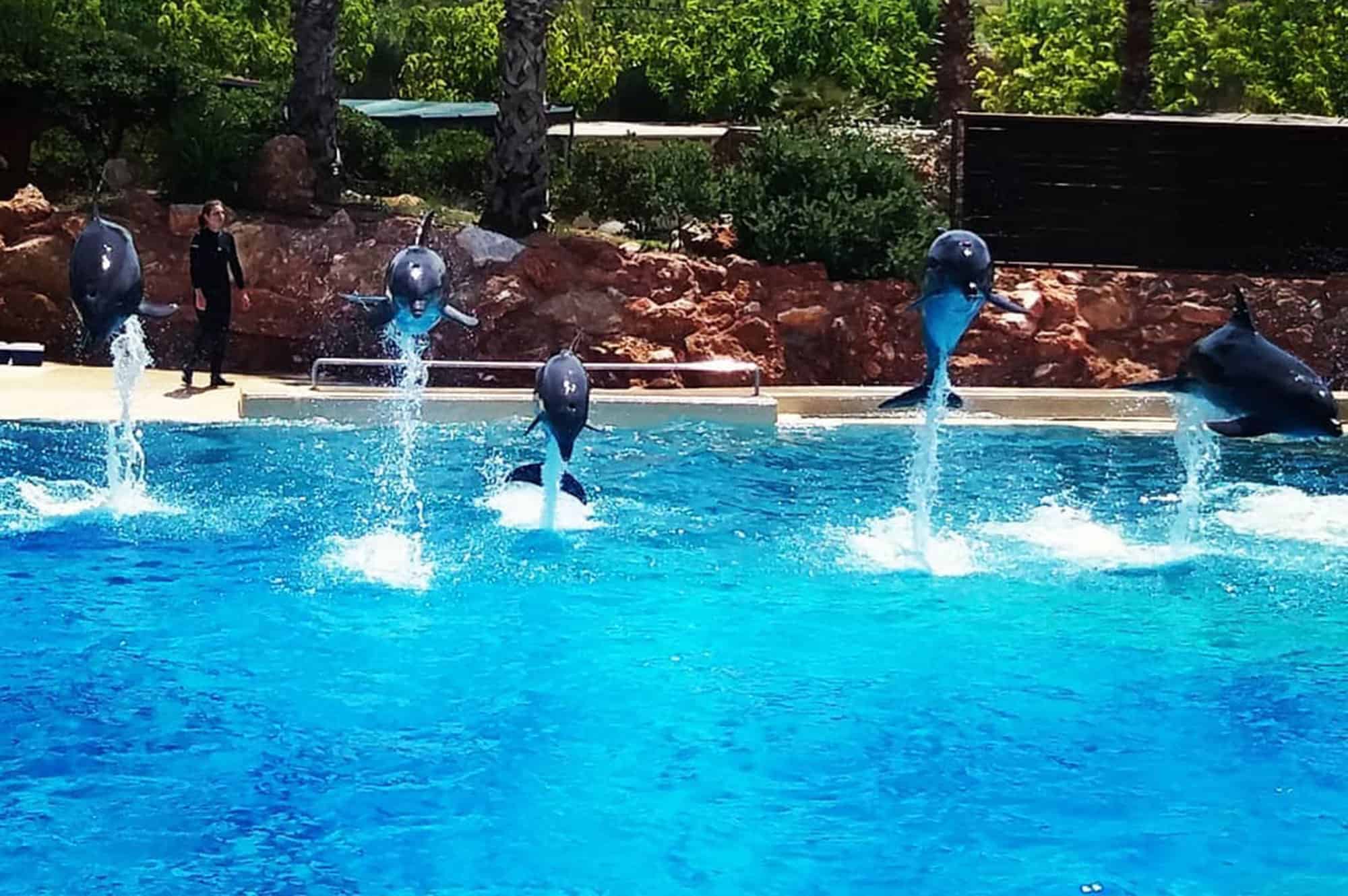 dolphins at zoo